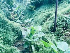 -南山植物园