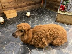 -Zoolung Zoolung动物主题公园(海信广场店)