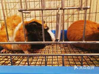垂耳兔，安哥拉兔，龙猫，银狐