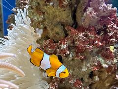 -太平洋海底世界