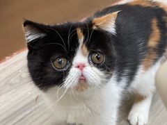 -猪盟咖啡店(玖洲道店)