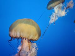 -太平洋海底世界