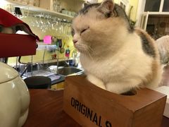 -猫色咖啡·猫咖