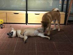 -柴犬高等学院·狗咖·柴犬售卖·宠物训练