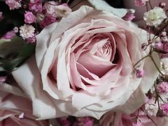 -爱尚幸福鲜花(上地实体店)