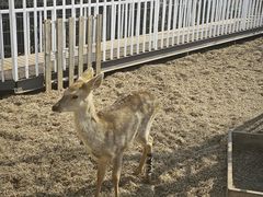 -丽泽山庄·生态怀柔菜·虹鳟鱼(红螺寺店)
