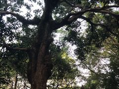 -西樵山风景名胜区-天湖公园