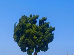 -双合园·海鲜水饺青岛菜(九水东路店)