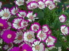 -三圣花乡旅游区