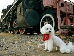 -超宠爱宠物摄影-Super pet