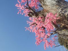 -天适樱花悠乐园