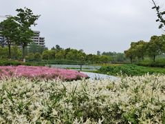 -春花秋色城市公园