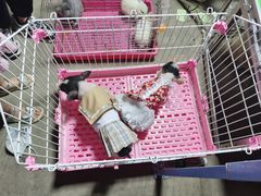 -中环花鸟鱼虫市场