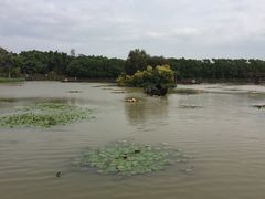 -大湾区中央湿地公园