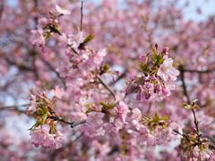 -上海辰山植物园
