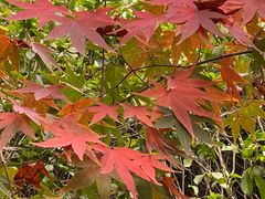 -昆山城市生态森林公园