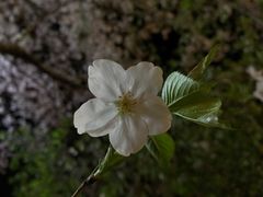 -杨高南路(地铁站)