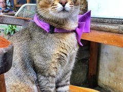 -喵屿·大理花园猫咖