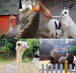 -萌宠亲子动物乐园(槐房万达店)