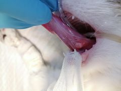 -伟伟宠物医院·CT影像中心·瑞派犬猫综合性门诊(汉口总院)