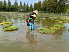 -上海长兴岛郊野公园
