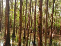 -桤木河湿地公园