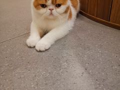 -飞行喵MR PILOT|猫舍·猫咖(静安大融城店)