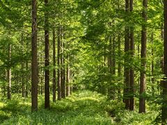 -黄海国家森林公园