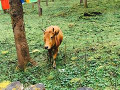 -硗碛藏寨·神木垒景区