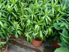 -龙大花卉苗木市场
