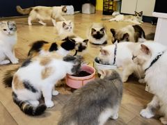 -Bastet sally猫舍购宠(静安店)