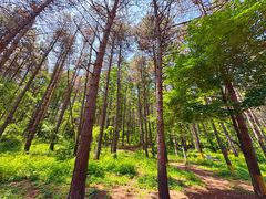 -帽儿山国家森林公园