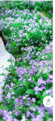 -雪中彩影婚纱摄影·品控旗舰店