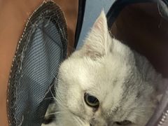 -关爱宠物医院·猫科中心·消化科(滨湖万达分院)