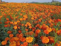 -北纬44度·金珠花海休闲农业旅游景区