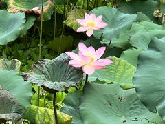 -荔湾湖公园