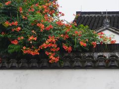 -青果巷历史文化街区