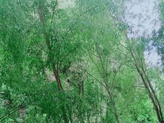 -长白岛森林公园