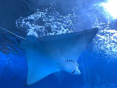 -北戴河圣蓝海洋公园