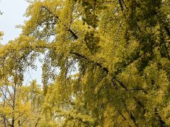 -三里屯东五街银杏大道