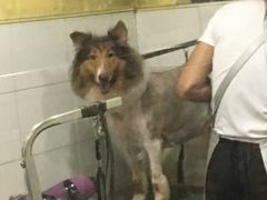 -酷狗靓猫宠物·洗护·美容·寄养(航北路店)