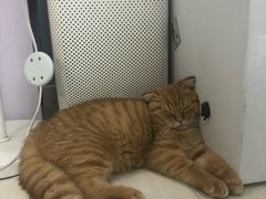 -喵的天空名猫咖啡馆·撸猫·猫舍·用品