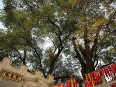 -大槐树寻根祭祖园