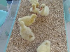 -怪兽屋·羊驼·猫咖·狗咖(俊华广场店)