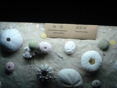 -亚龙湾中心广场·贝壳馆