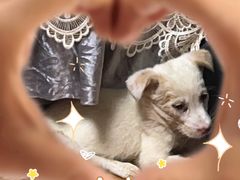 -艾贝尔宠物医院·狂犬免疫点(江山金象城店)