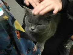 -猫色咖啡·猫咖