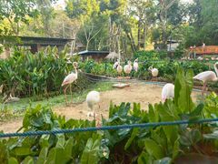 -清迈夜间动物园