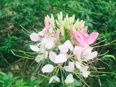 -天适樱花悠乐园