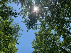 -合肥滨湖国家森林公园